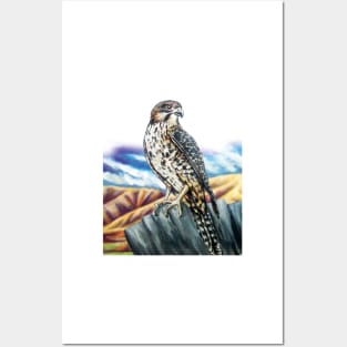 Native NZ Falcon Posters and Art